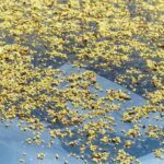 Ghiaia accumulata senza telo protettivo, visibile crescita di erbacce attorno.