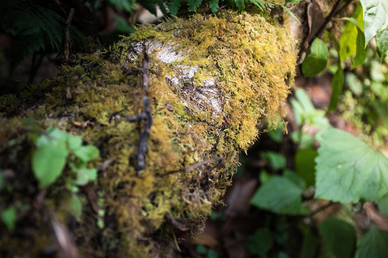 Bastone muschiato che si arrampica su un albero, evidenziando le radici che si nutrono e si sostengono.