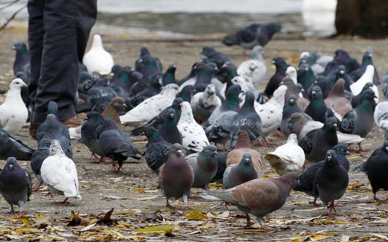 Immagine di un giardino con colori vivaci per tenere lontani i piccioni.