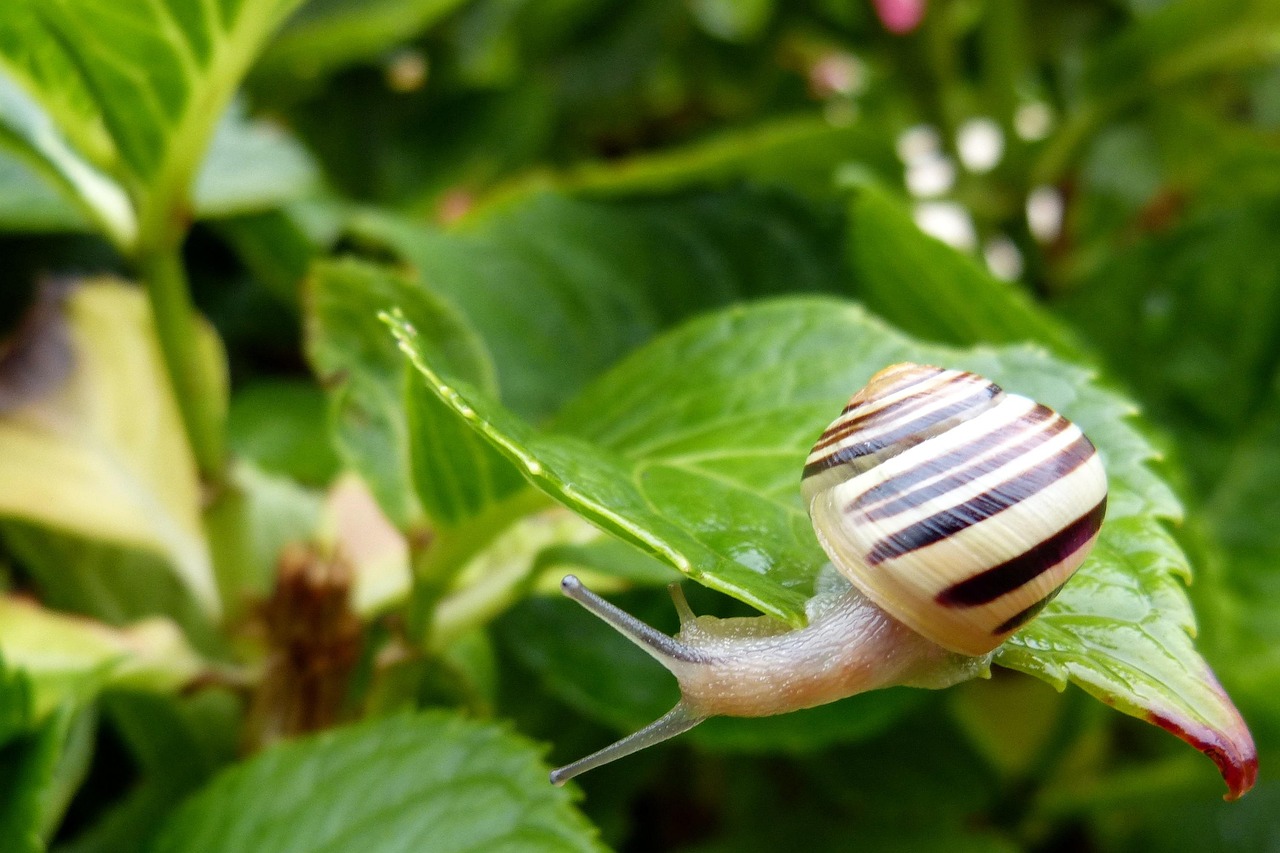 Lumache in giardino su una foglia, metodo naturale per il controllo dei parassiti senza pesticidi.