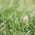 Prato verde in inverno, strategie di giardinaggio per affrontare temperature sottozero.