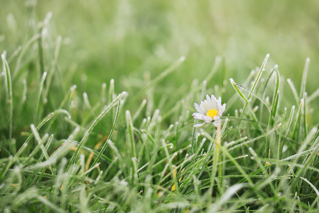 Prato verde in inverno, strategie di giardinaggio per affrontare temperature sottozero.