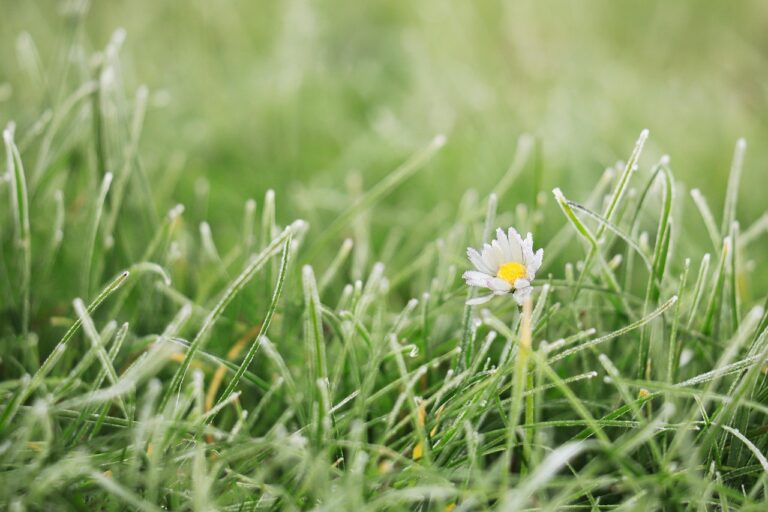 Prato verde e rigoglioso in inverno, con attenzione ai dettagli e tecniche di giardinaggio.