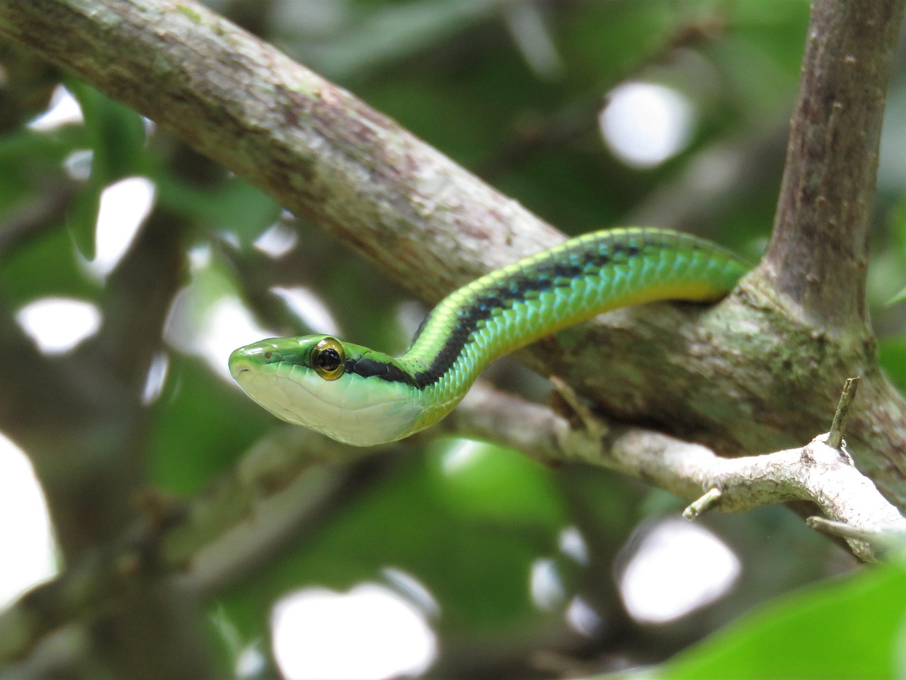Serpente verde nascosto tra le piante di un giardino, evidenziando la sua incredibile camuffamento.