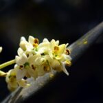 Ulivo rigoglioso con fiori bianchi, simbolo di una buona resa delle olive.