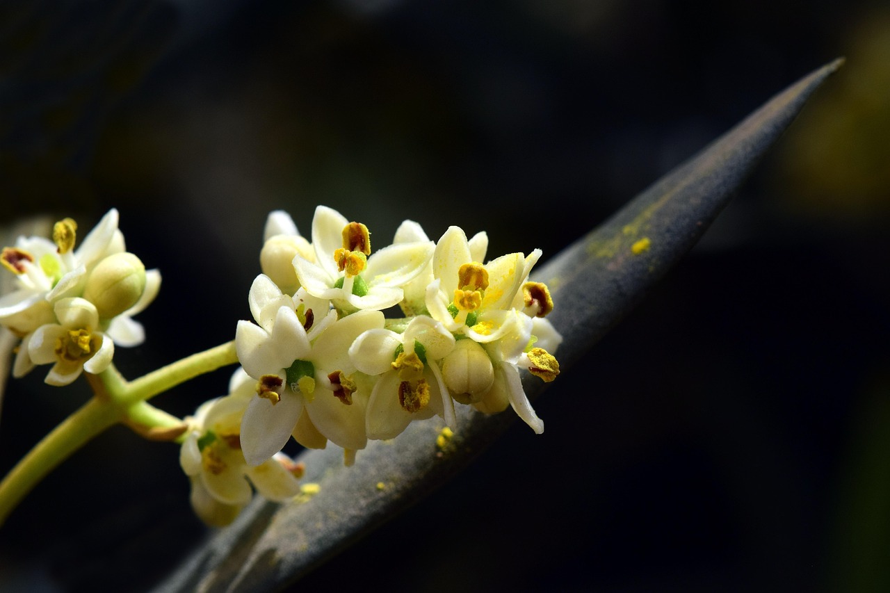 Ulivo rigoglioso con fiori bianchi, simbolo di una buona resa delle olive.