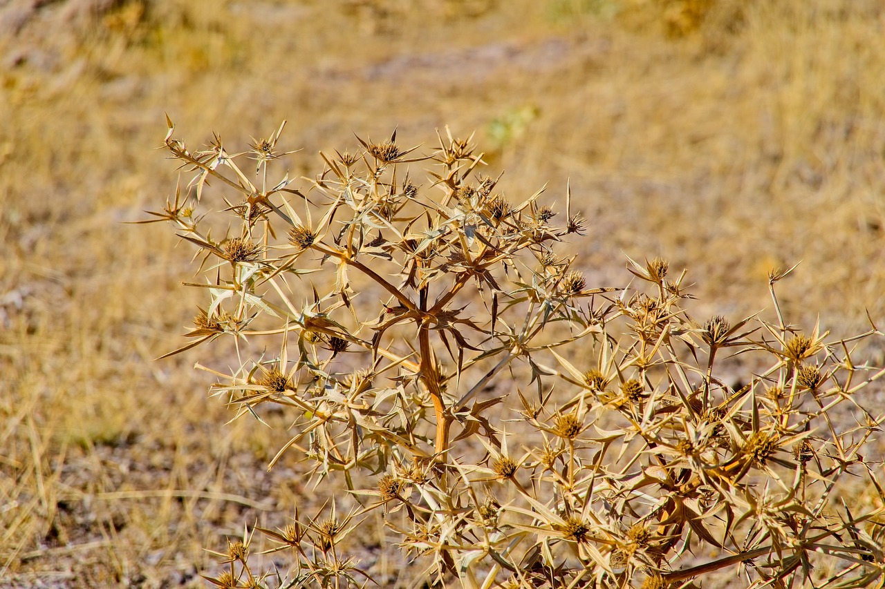 Pianta apparentemente secca con foglie verdi, simbolo di vitalità nascosta.
