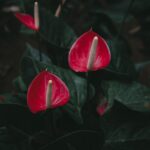 Fioritura di un Anthurium con foglie verdi, simbolo di eleganza per la decorazione interna.