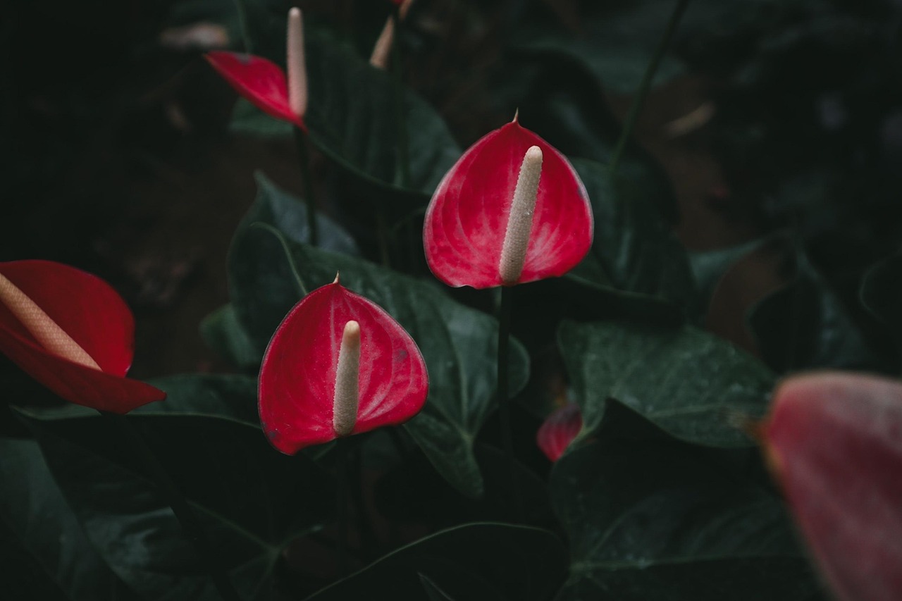 Anthurium in vaso con foglie verdi e fiori rossi, ideale per decorare gli interni.