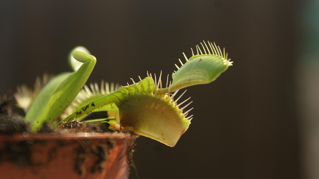 Venere acchiappamosche in primo piano, con foglie carnose e trappole aperte, pronta a catturare insetti.