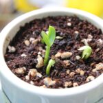 Caffè macinato versato nel terriccio di una pianta in vaso per migliorare il drenaggio.