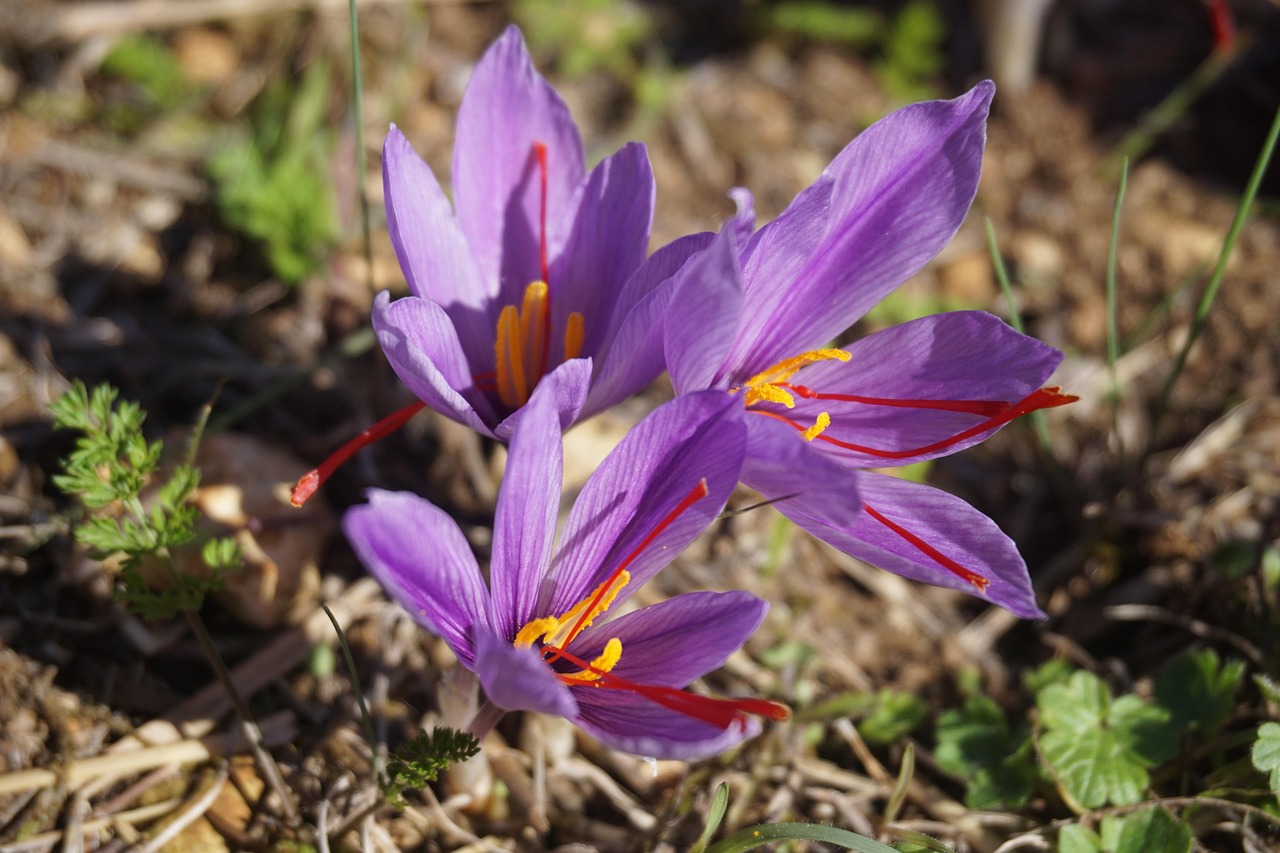 Bulbi di zafferano piantati in un giardino, pronti per la raccolta dell'oro rosso.