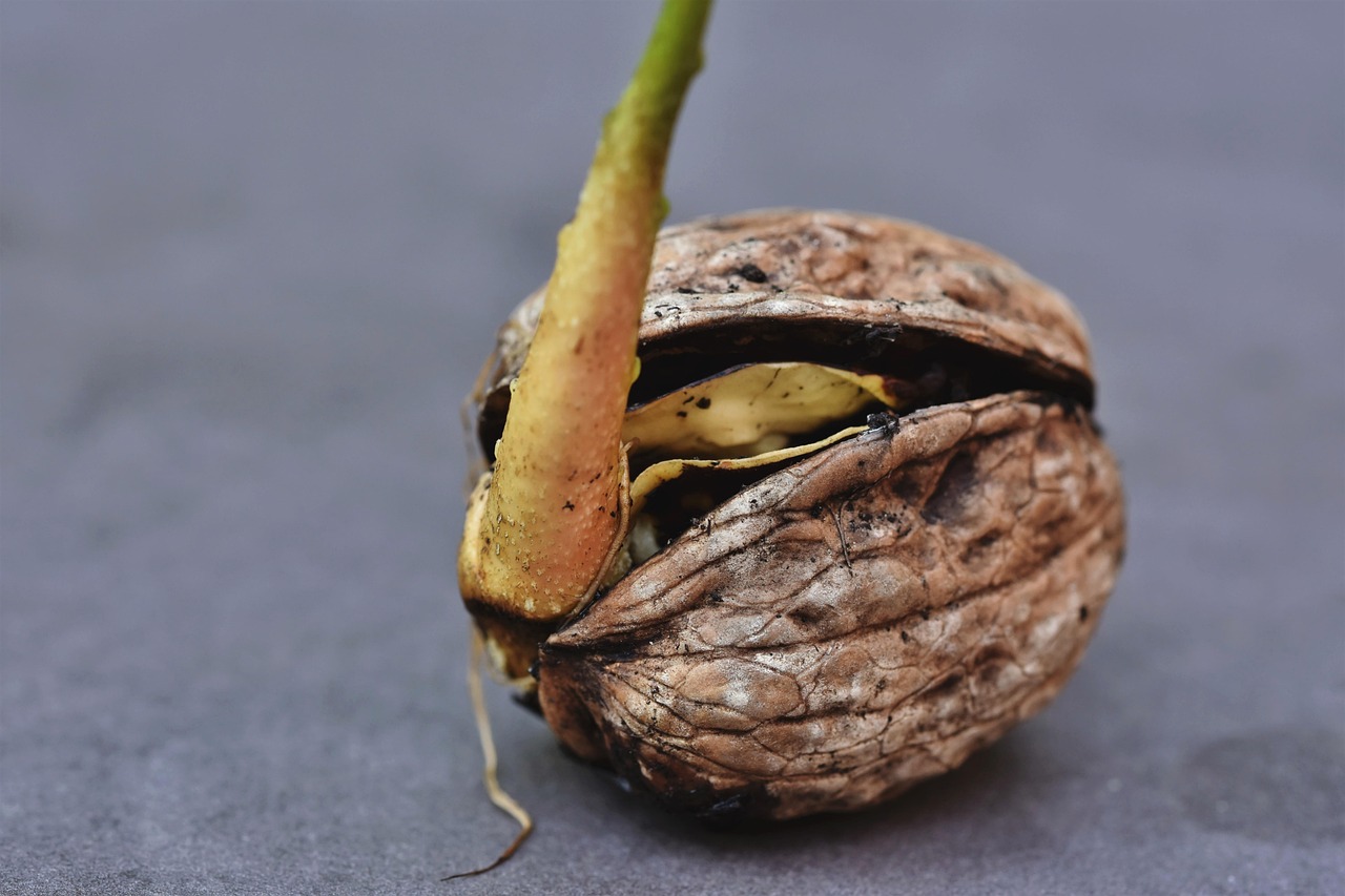 Seme di avocado in fase di germinazione, posizionato su un supporto con acqua e radici visibili.