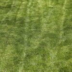 Prato secco rigenerato con ingredienti naturali, evidenziando il miglior rimedio per la cura del verde.