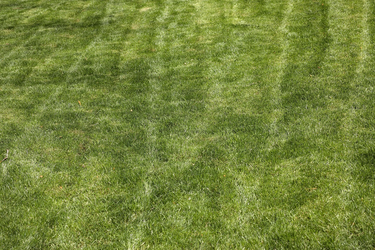 Prato secco rigenerato con ingredienti naturali, evidenziando il miglior rimedio per la cura del verde.