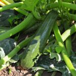 Zucchine in un giardino, circondate da cenere come fertilizzante naturale.