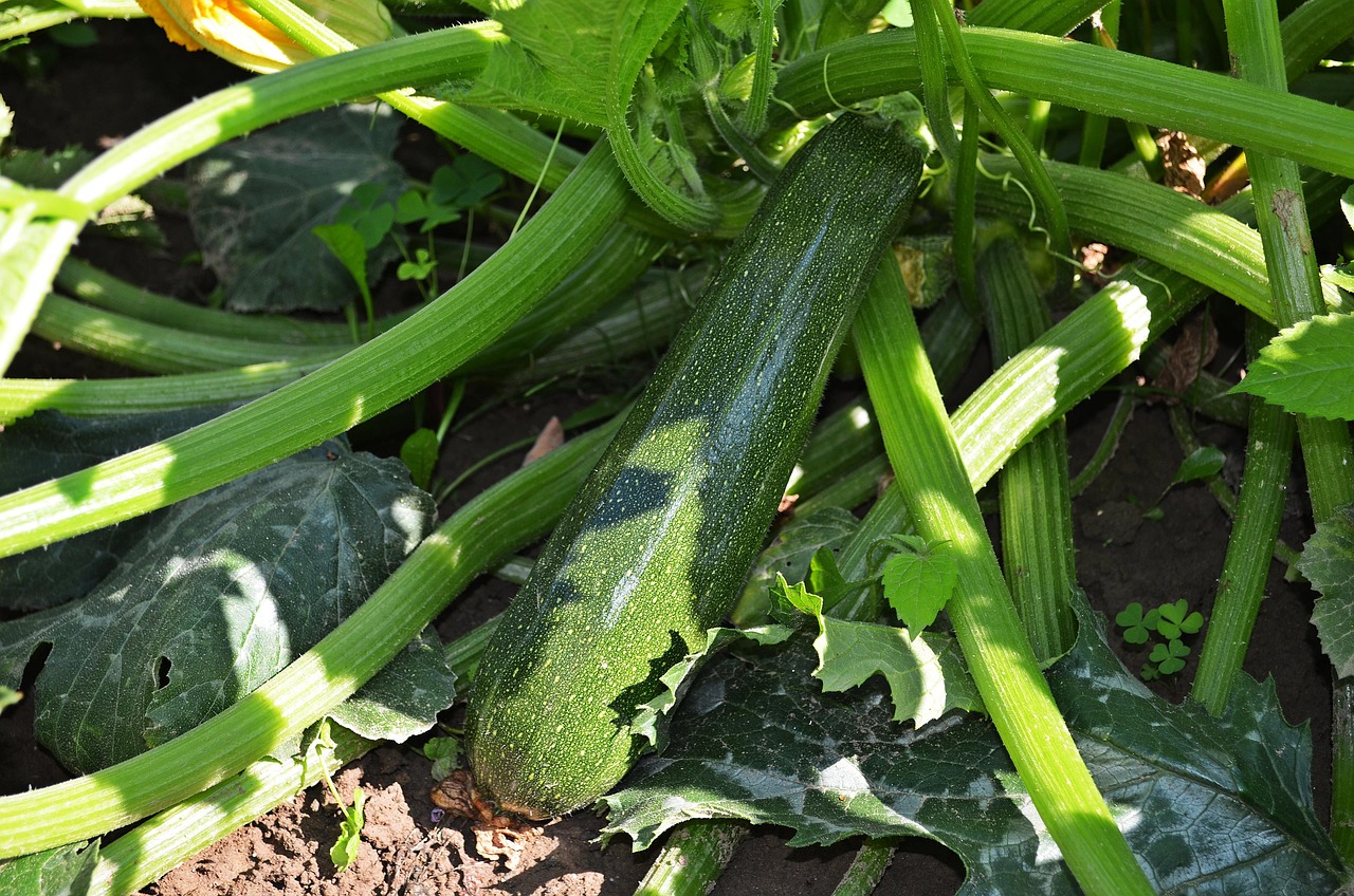 Zucchine in un giardino, circondate da cenere come fertilizzante naturale.