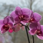 Giardiniere innaffia un'orchidea con metodo innovativo, mostrando cura e attenzione per la pianta.