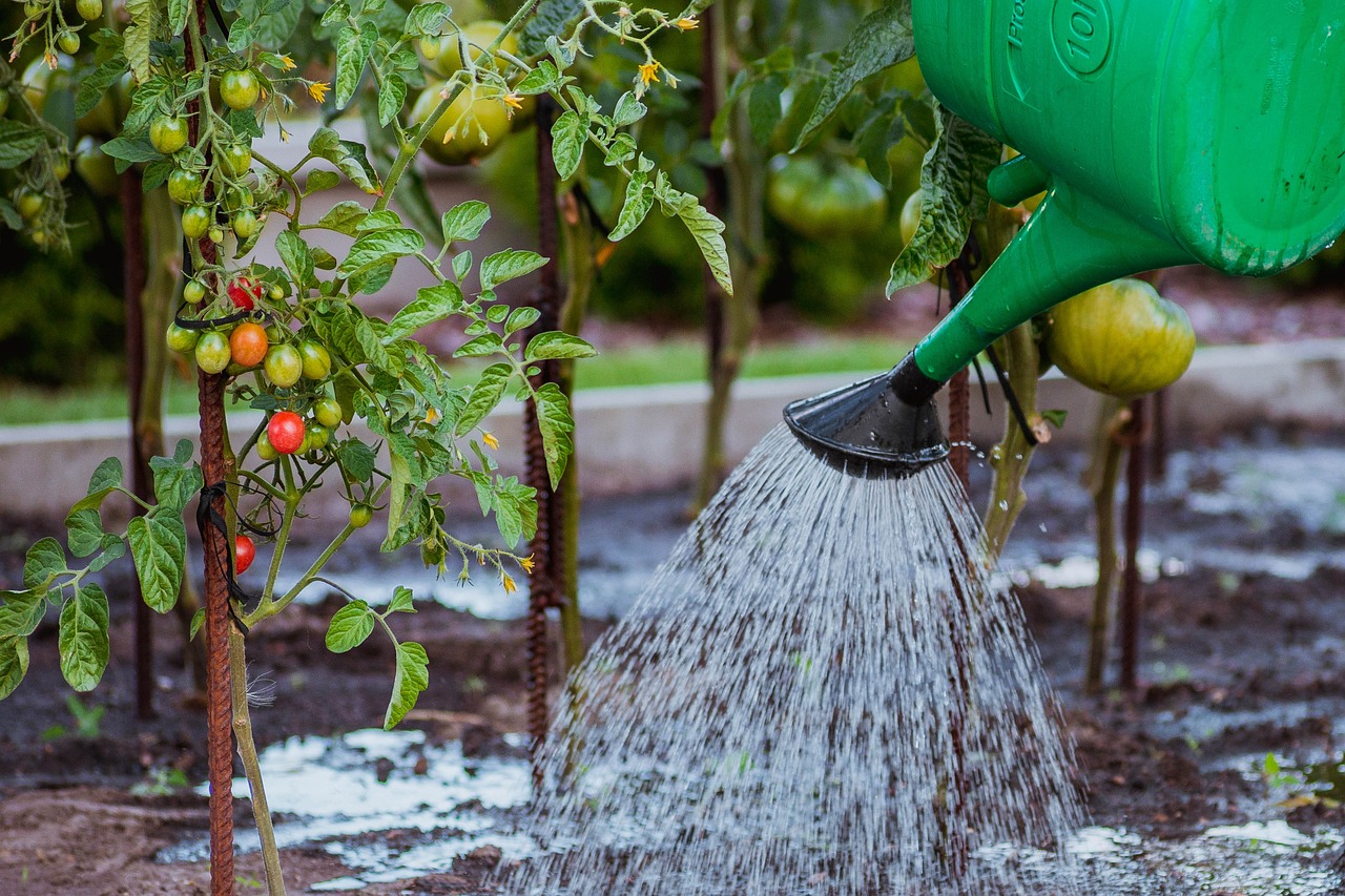 Pomodori in giardino con sistema di irrigazione, evidenziando tecniche per affrontare l’afa estiva.