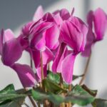 Ciclamino con fiori appassiti e foglie ingiallite sotto il sole estivo.