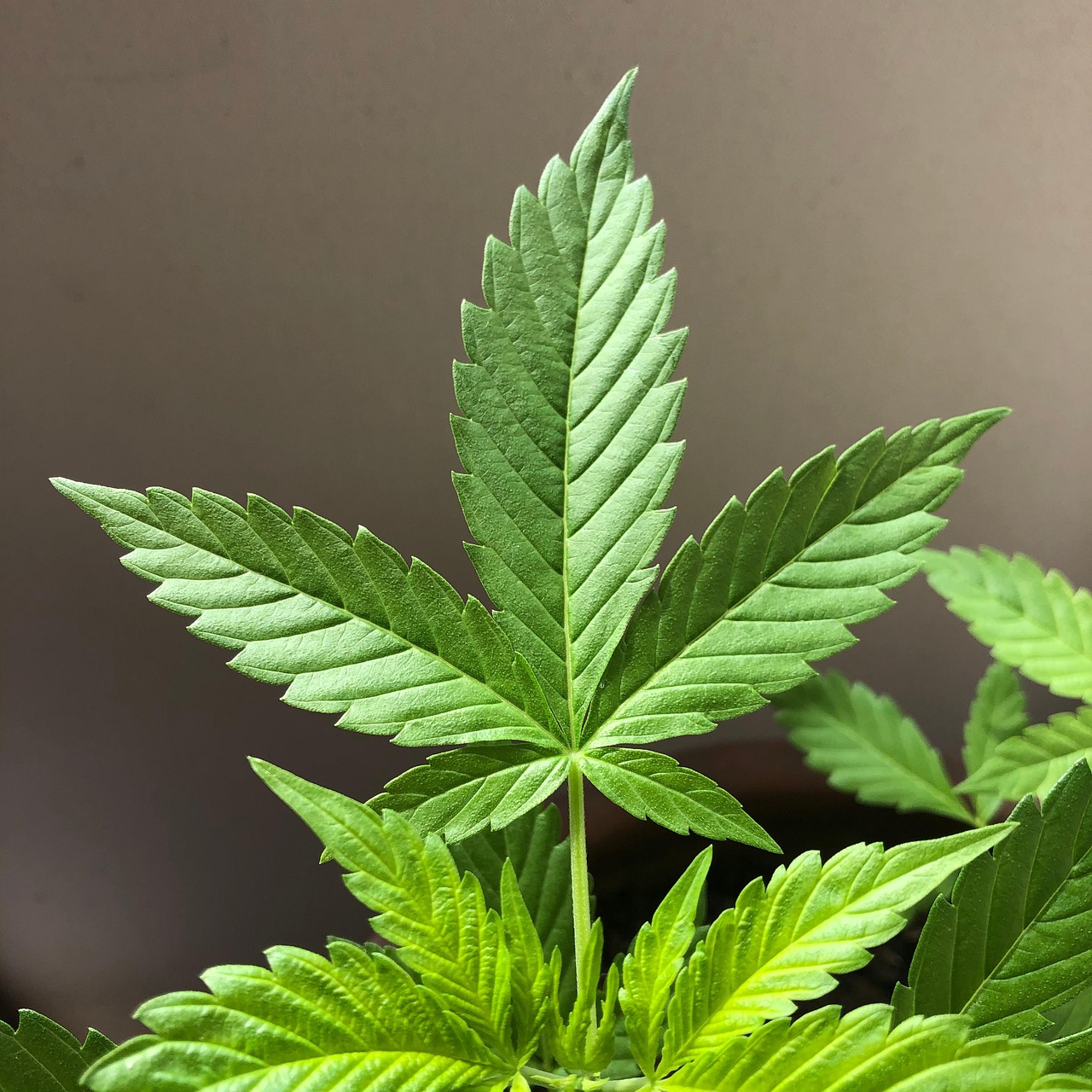 Piante malate in un angolo ombreggiato, evidenziando l'importanza della luce nella loro crescita.