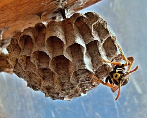 Calabrone che vola vicino a un'abitazione, simbolo della presenza di questi insetti in estate.