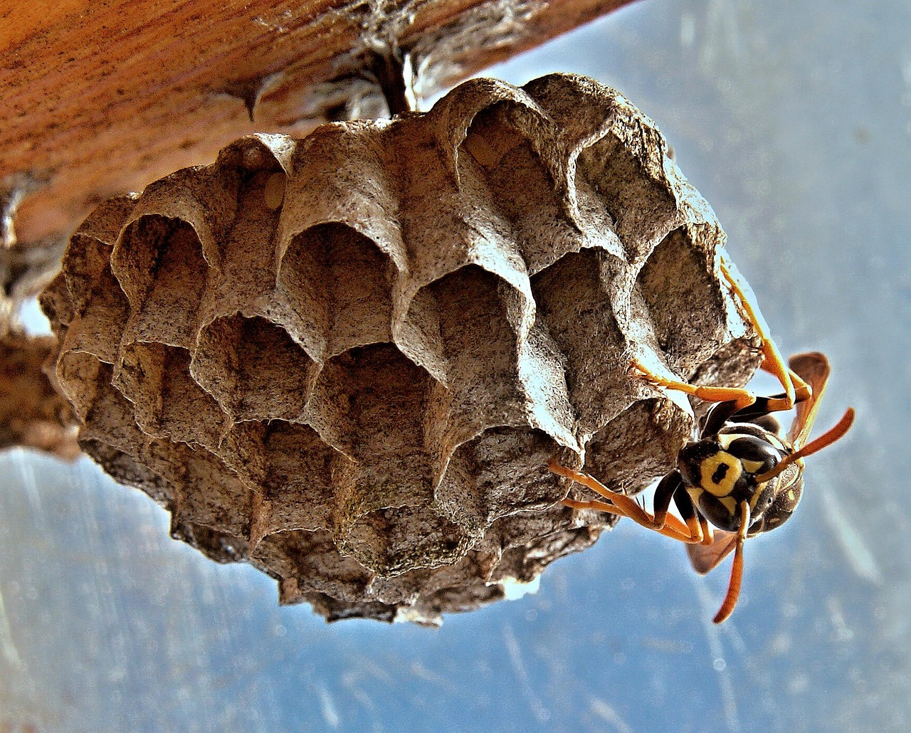 Calabrone che vola vicino a un'abitazione, simbolo della presenza di questi insetti in estate.
