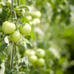 Pomodori sostenuti da filo da pesca in un giardino curato, senza uso di pali.