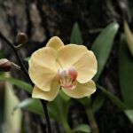 Orchidea con corteccia, pronta a rinascere dopo il trattamento per favorire la fioritura.