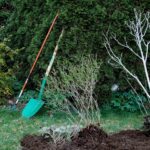 Ortensia verde rigogliosa in giardino con terreno arricchito, pronta a fiorire.