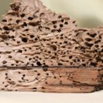 Immagine di tarli e insetti del legno che danneggiano una struttura in legno domestica.