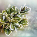 Piante delicate coperte da un telo protettivo contro il freddo in inverno.