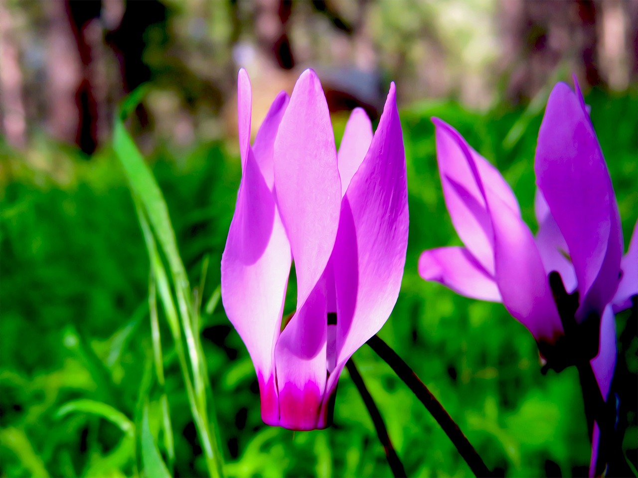 Pianta fiorita posizionata a sud-ovest in un giardino soleggiato.