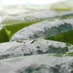 Radici di una pianta di aloe immerse in un liquido nutritivo per favorirne la rinascita.