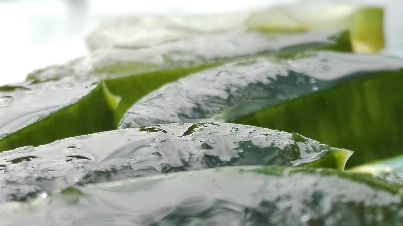 Radici di una pianta di aloe immerse in un liquido nutritivo per favorirne la rinascita.