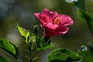 Potatura dell'ibisco: esperto che mostra la tecnica per una fioritura abbondante.