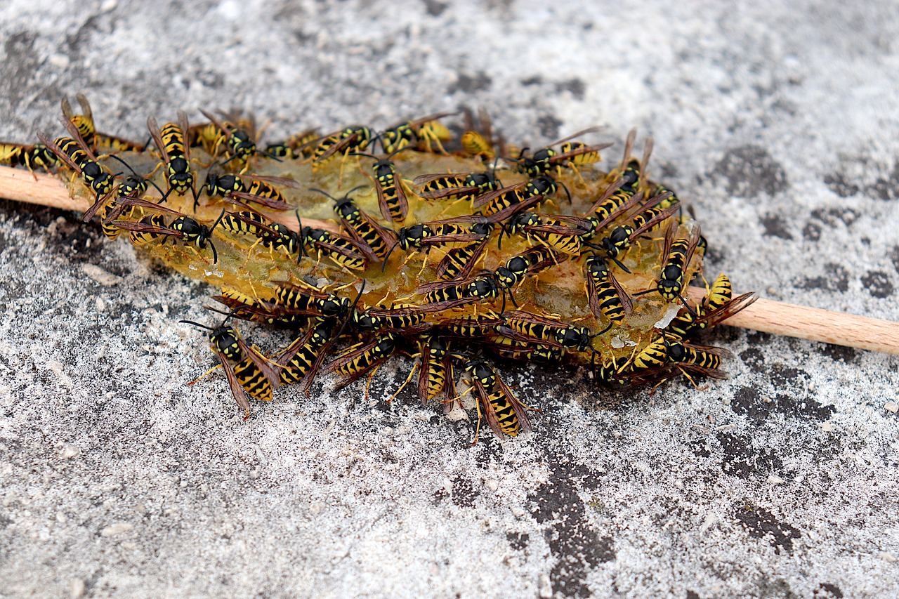 Calabrone su un fiore, simbolo di metodi naturali per allontanarli senza ucciderli.
