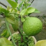 Limone in vaso verde, sano ma privo di frutti, con sfondo di giardino soleggiato.