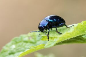 Insetto utile in giardino, evidenziato su foglia verde, simbolo di biodiversità e controllo naturale dei parassiti.