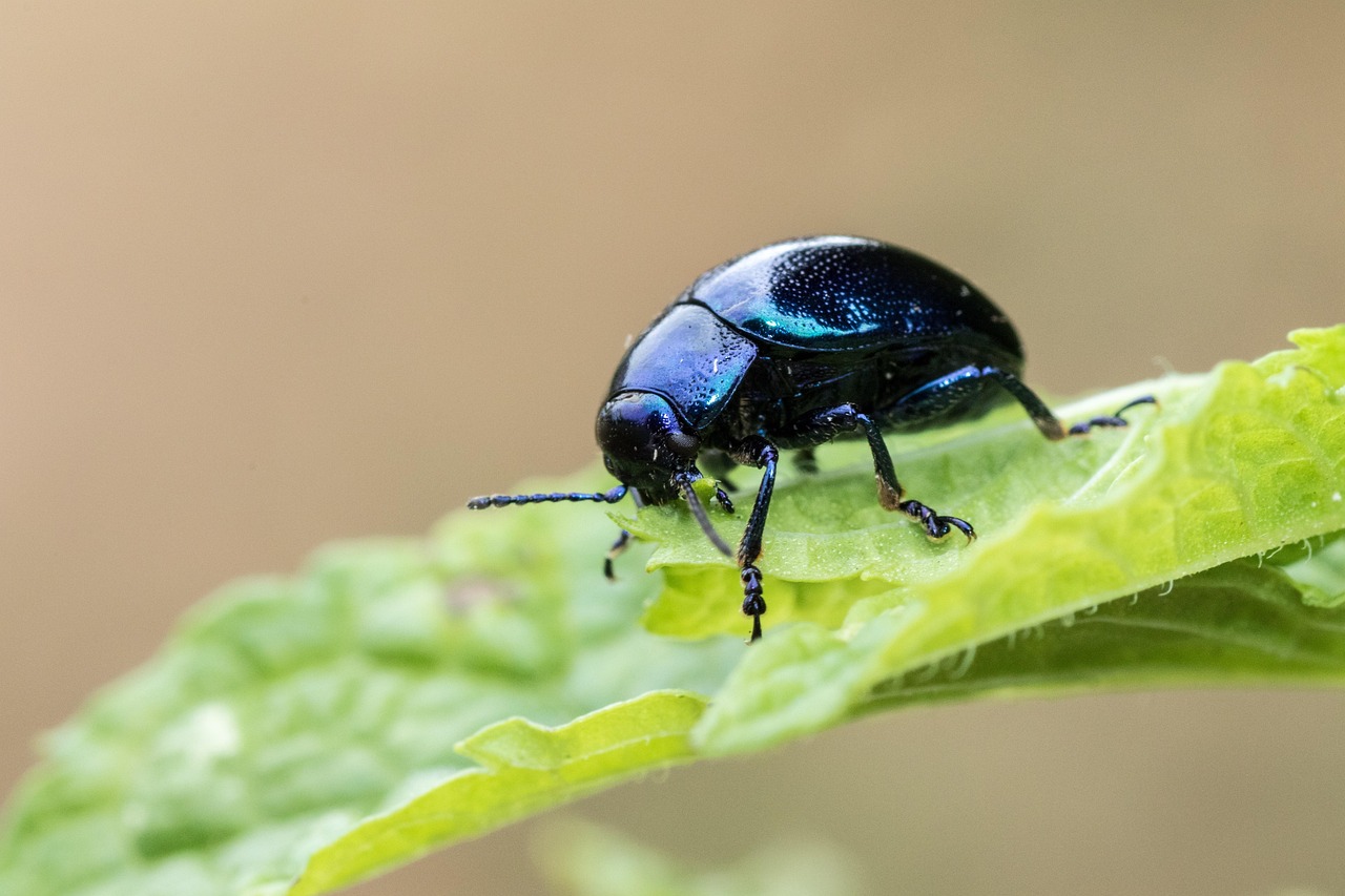 Insetto utile in giardino, evidenziato su foglia verde, simbolo di biodiversità e controllo naturale dei parassiti.