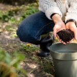 Zolle di terra arricchite con fondi di caffè per fertilizzare piante in vaso.