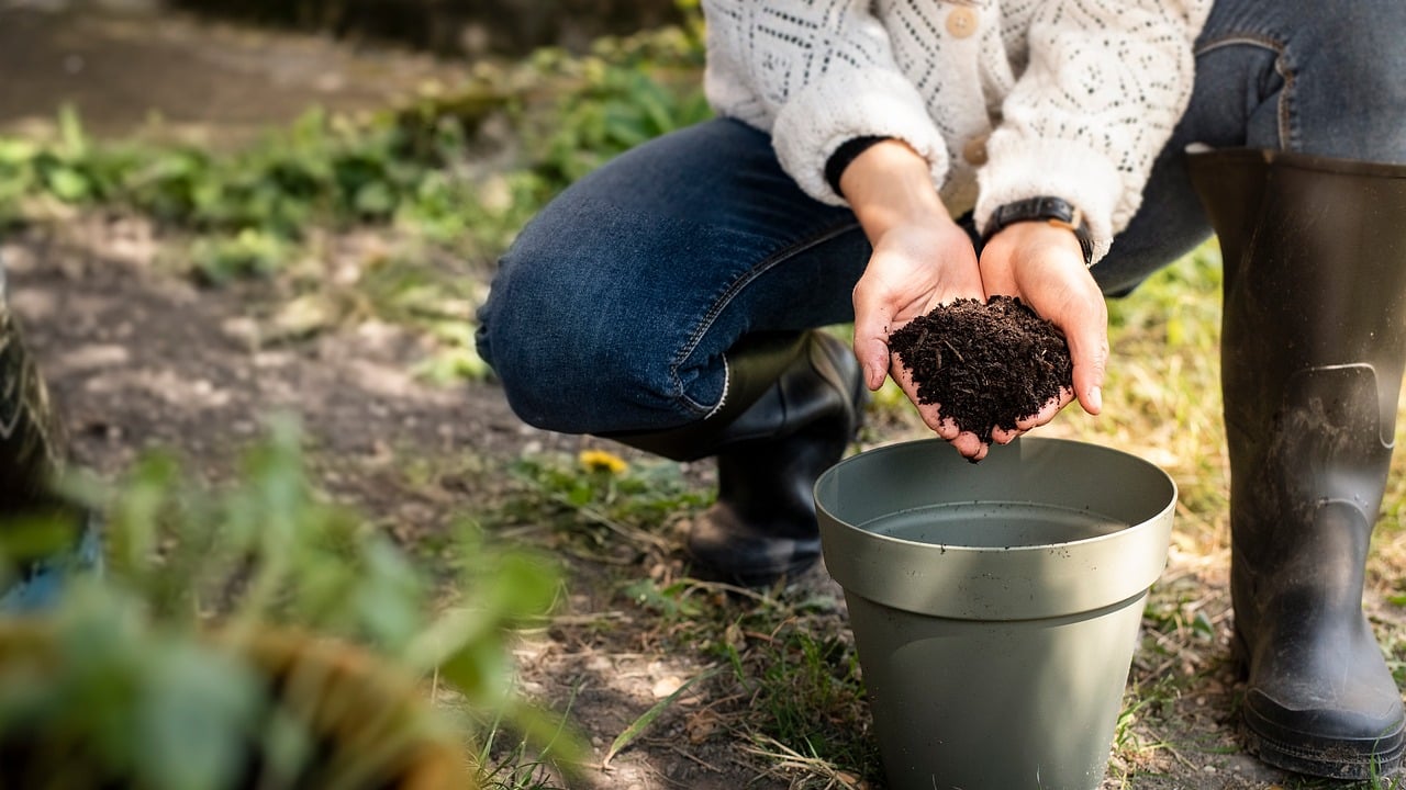 Zolle di terra arricchite con fondi di caffè per fertilizzare piante in vaso.