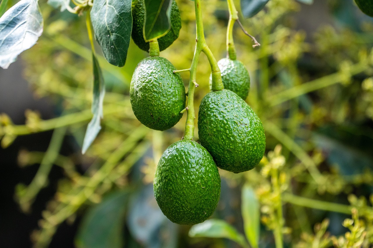 Seme di avocado piantato in un vaso con terra fertile e acqua, pronto per germogliare.