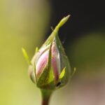 Pianta repellente per afidi nel giardino, accanto a rose fiorite.
