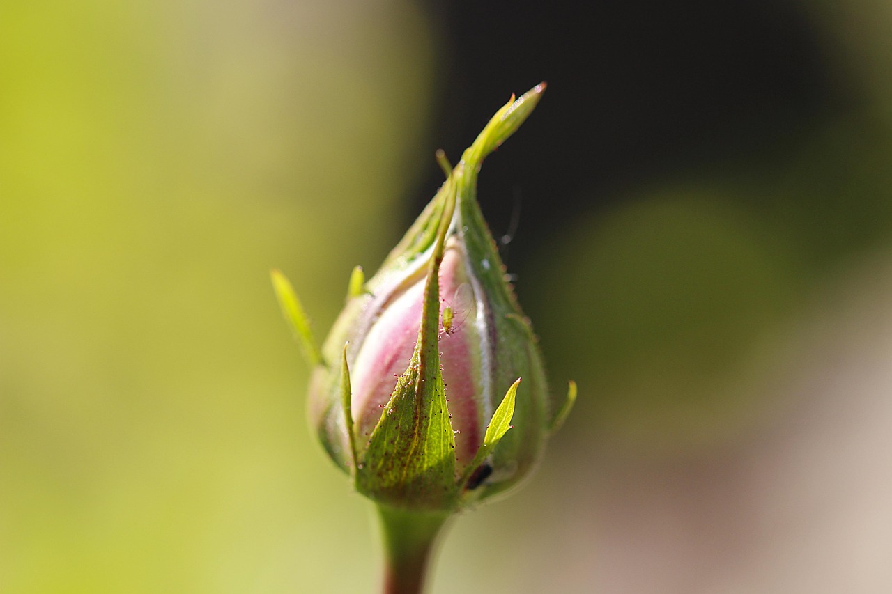 Pianta repellente per afidi nel giardino, accanto a rose fiorite.