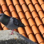 Immagine di un repellente naturale per piccioni, evidenziando l'uso di colori specifici per allontanarli.