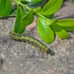 Bruco del bosso verde e nero su una foglia, mimetizzato nel suo habitat naturale.