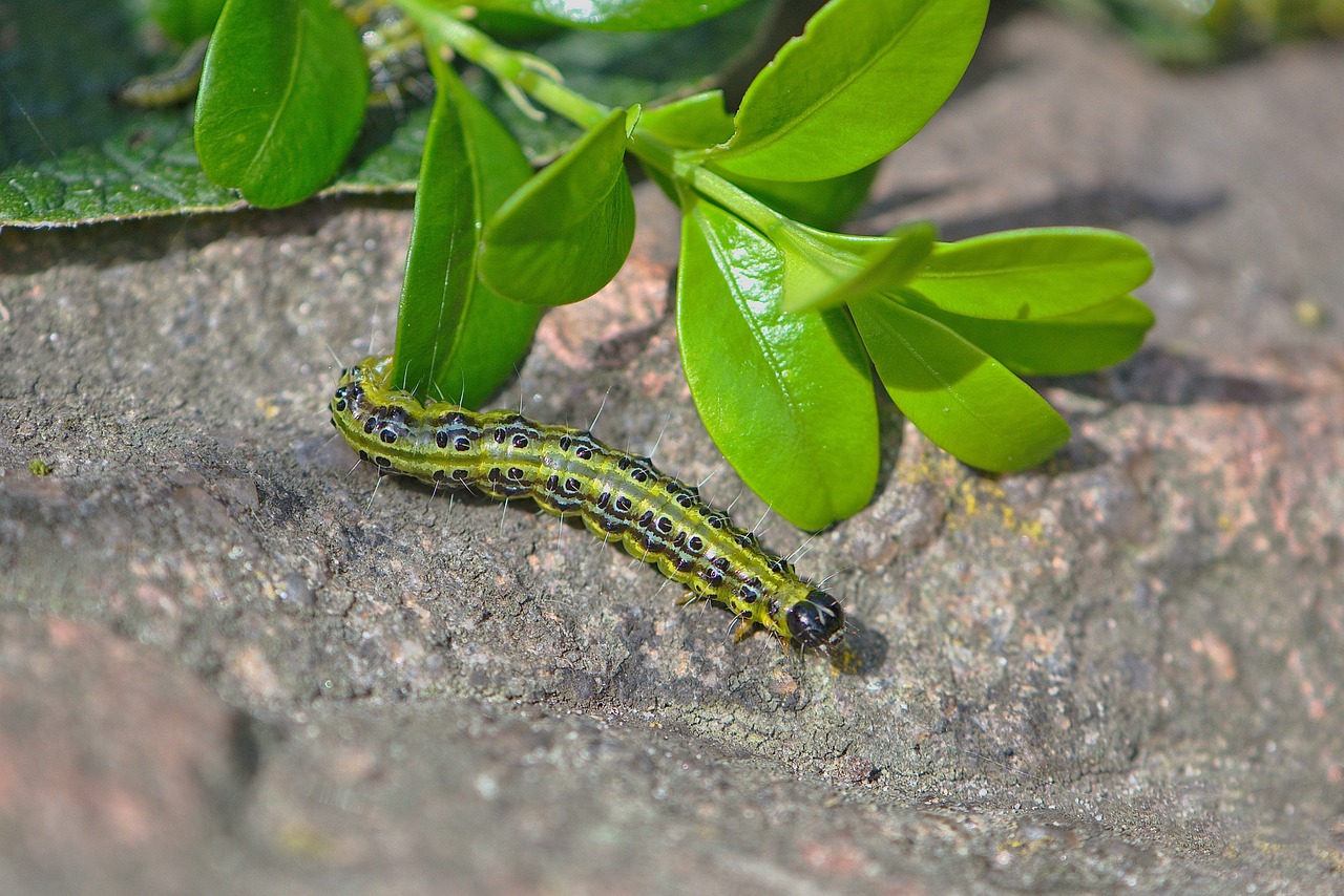 Bruco del bosso verde e nero su una foglia, mimetizzato nel suo habitat naturale.