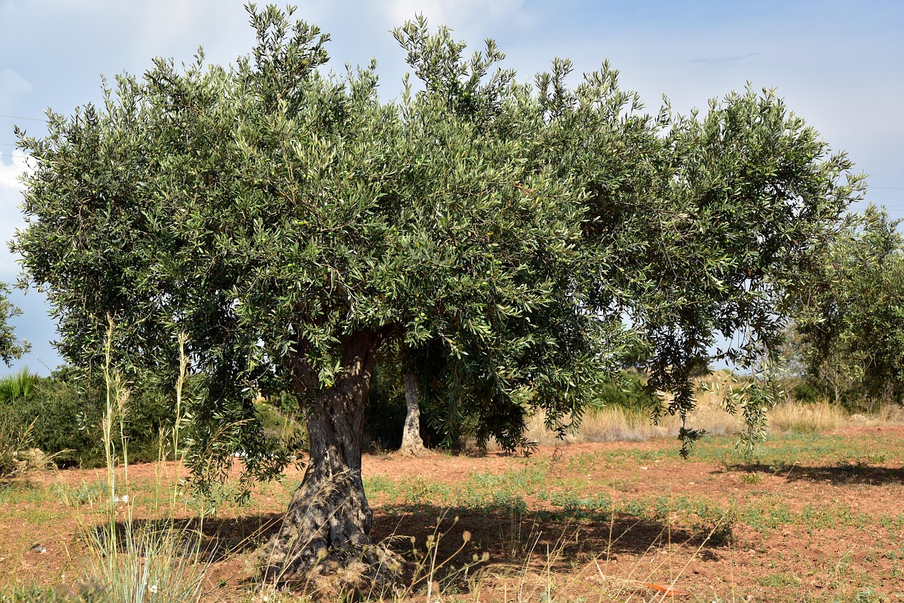Ulivo verde e rigoglioso in un giardino, simbolo di crescita naturale e salute delle piante.