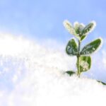 Piante protette dal freddo con materiali naturali nel giardino.